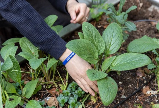 Easy ways to transition your garden from summer to fall