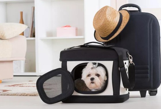 How to travel with a dog