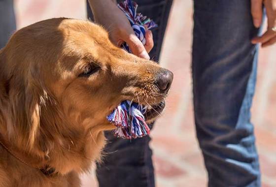 Best Indestructible Dog Toys