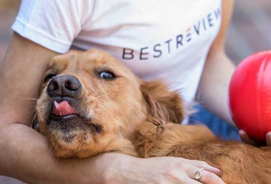 Best Anxiety Relief for Dogs