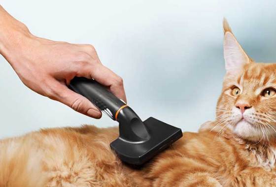 Best Cat Hairball Supplements