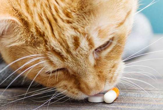 Best Hip & Joint Supplements for Cats