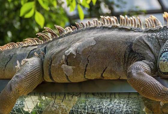 Best Reptile Habitat Starter Kits