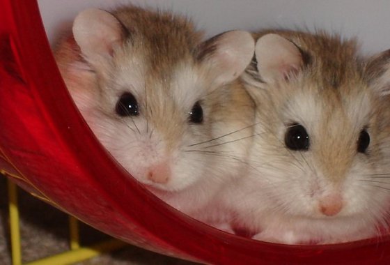 Best Hamster Cages