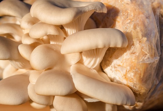 Best Mushroom Grow Bags