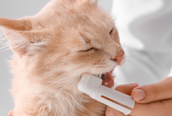 Best Dental Care Supplies for Cats