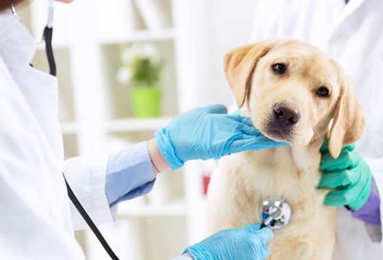 Best Pet Insurance Providers