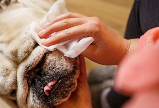 Best Wet Wipes for Dogs and Cats