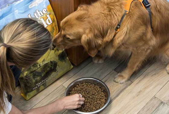 Best Gluten-Free Dog Food