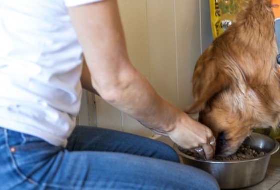 Best Human-Grade Dog Food