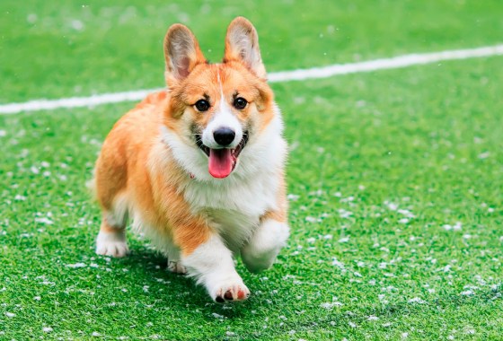 Chewy will give away thousands of free pet treats if the Eagles win the Super Bowl