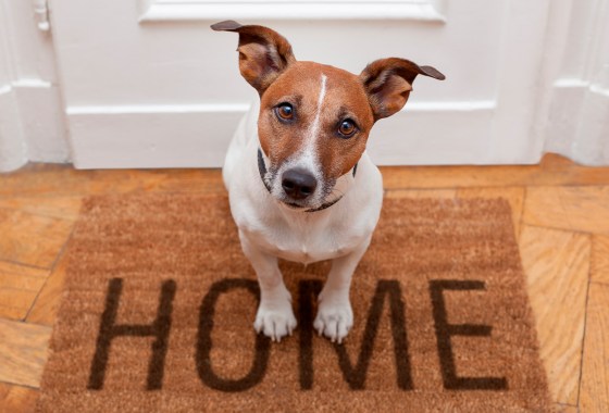 Zillow reports ‘saying yes to pets’ pays off for landlords