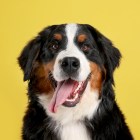 Best things to buy your favorite child (your dog) on National Pet Day