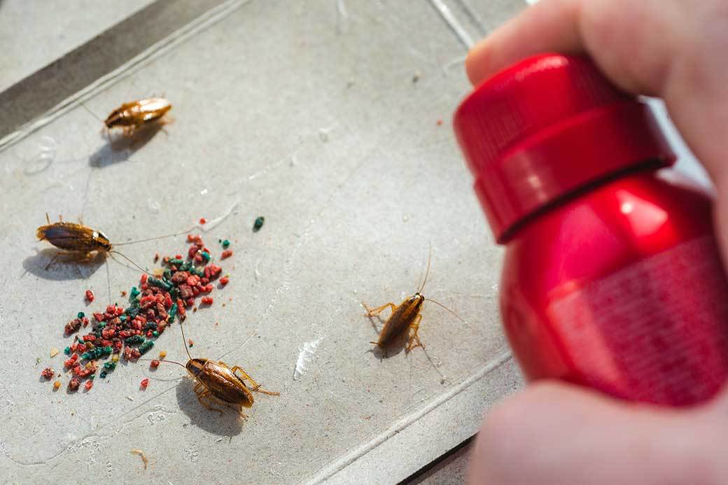 5 Best Roach Baits Dec. 2020 BestReviews