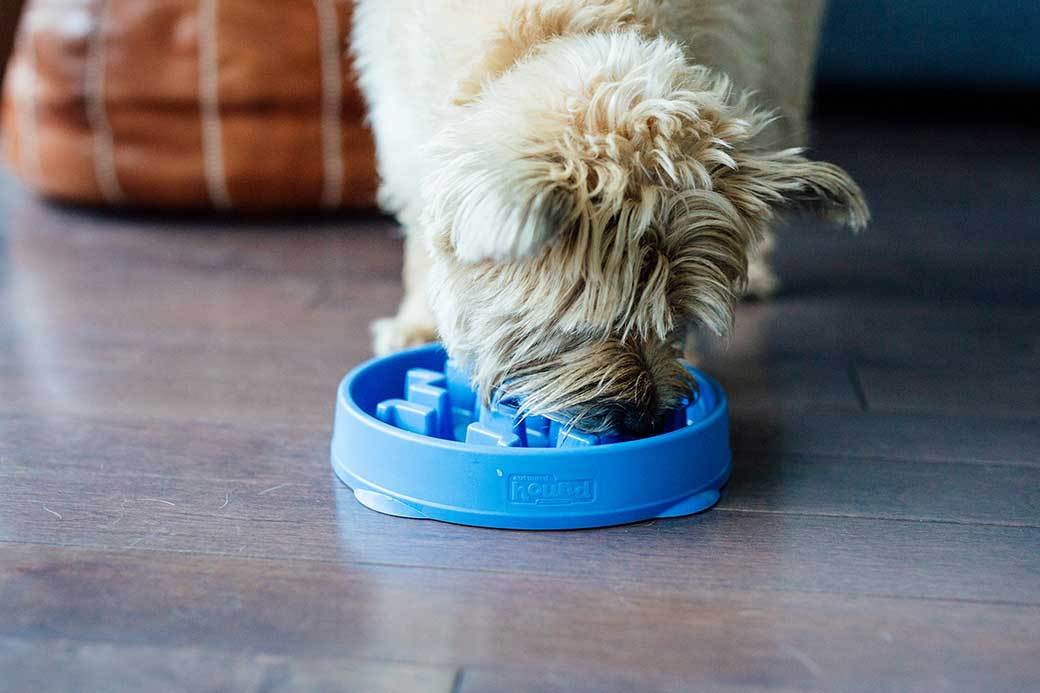 Upsky Slow Feeder Dog Bowl Review: Slows Down Dogs That Eat Too Fast