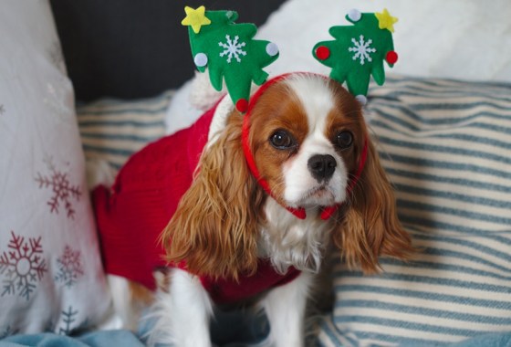 Best dog Christmas pajamas