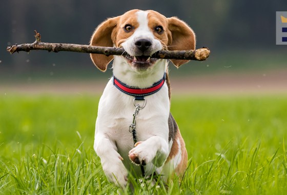 Best gifts for dogs that love playing fetch