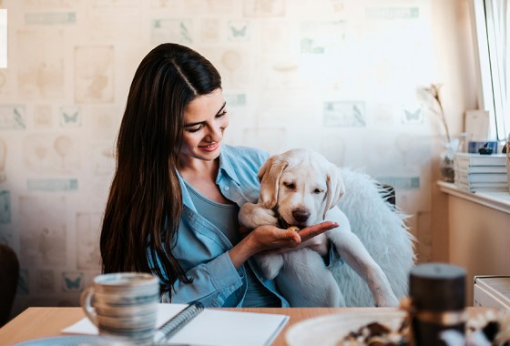 Most popular Chewy dog treats