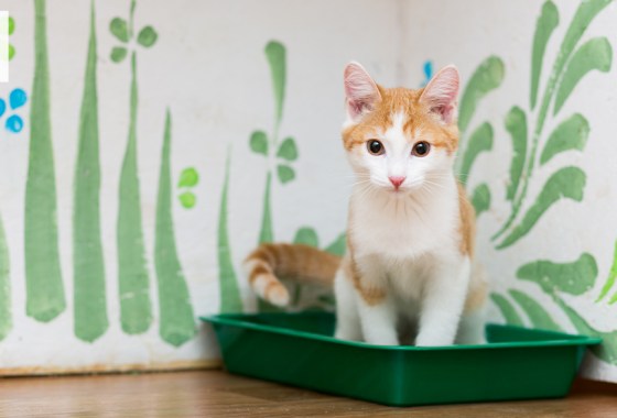 How to potty train a kitten