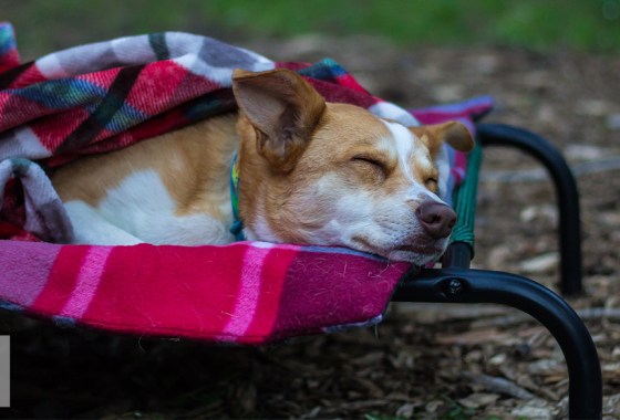Best dog cot