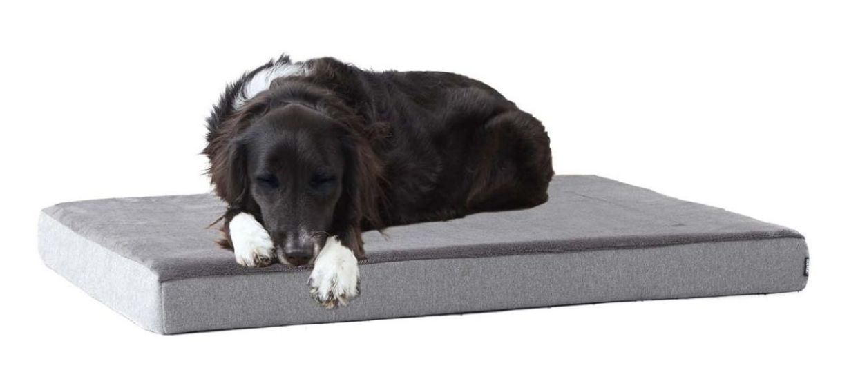 dog lying on Barkbox Memory Foam Platform Dog Bed