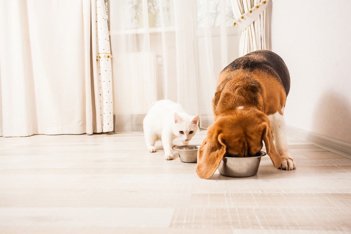dog and cat eating