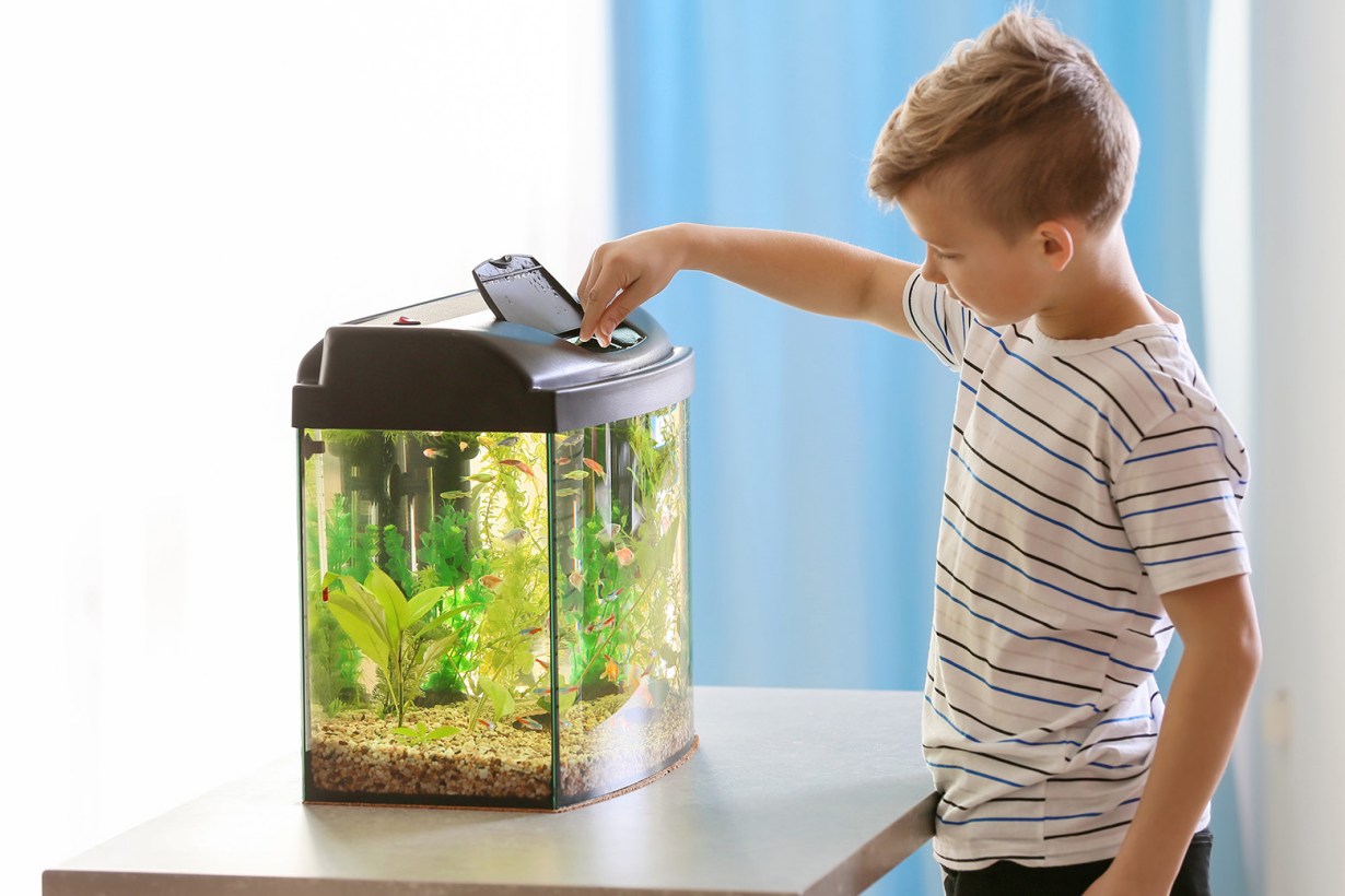 a boy feeding the fishes
