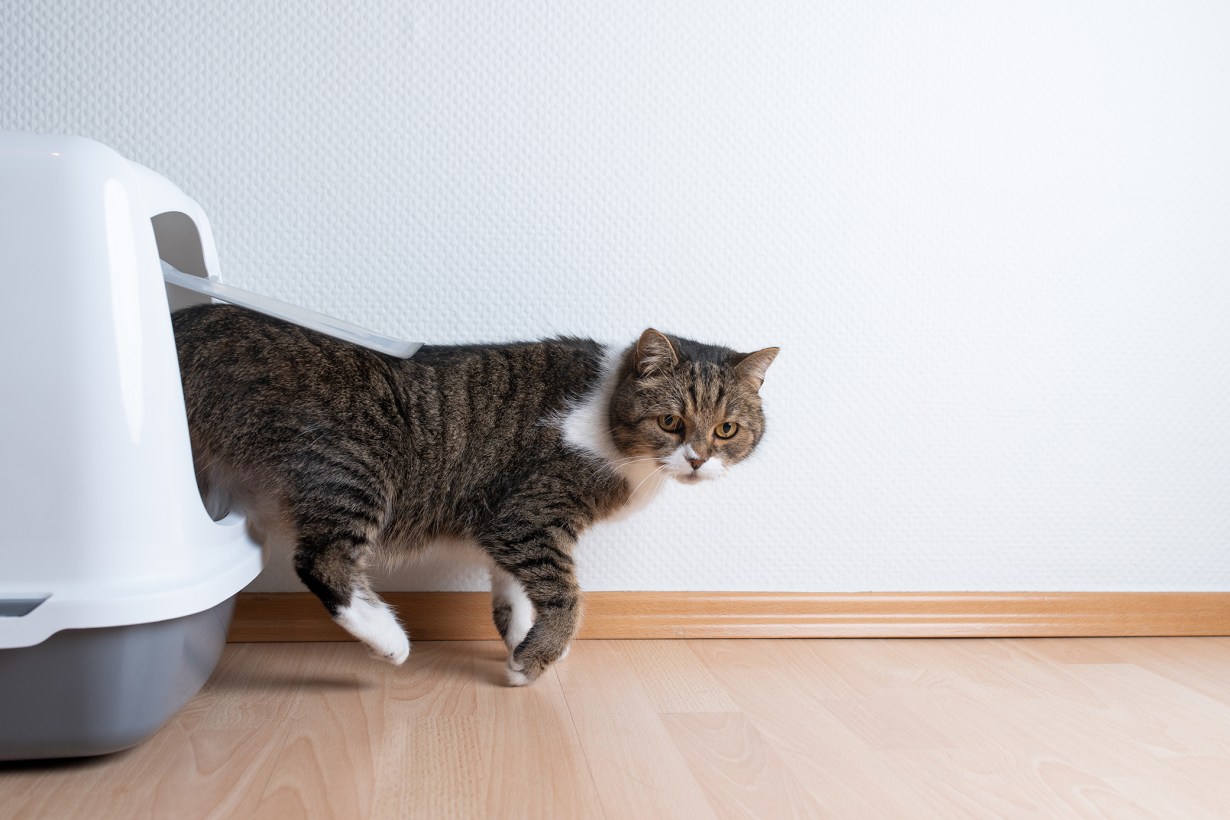 5 Best Pet Urine Detectors Aug. 2024 BestReviews