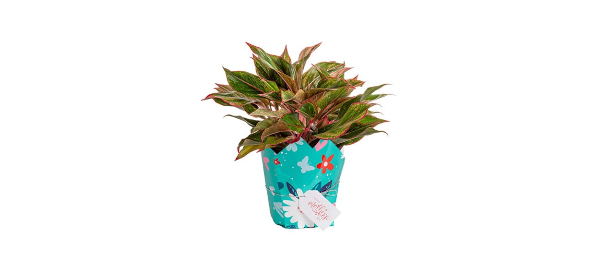 Costa Farms Aglaonema Red Chinese Evergreen
