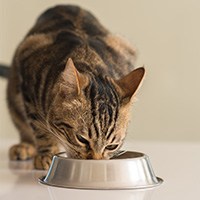 freeze-dried cat food